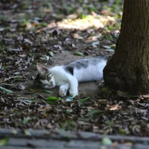 sicak hava adana ve hatayi bunaltiyor W75ENUuK