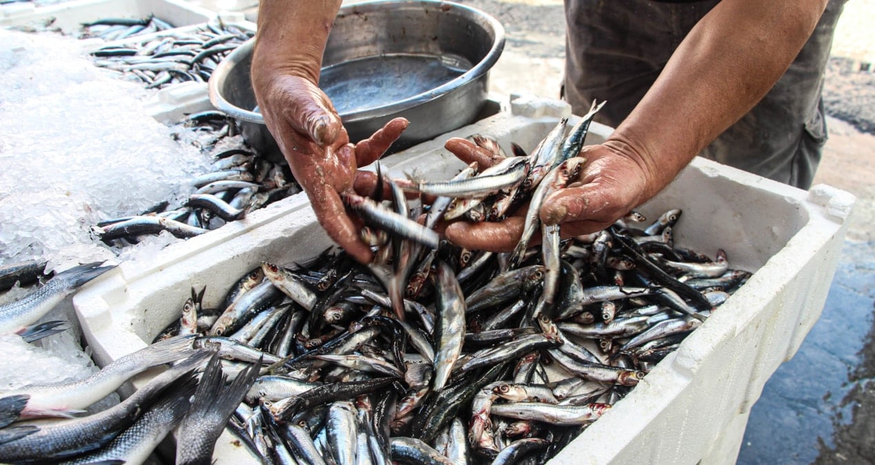 hamsi istavrit barbun ve sardalya hepsinin fiyati dustu ballik bollugu yasaniyor 8KWQYX1q