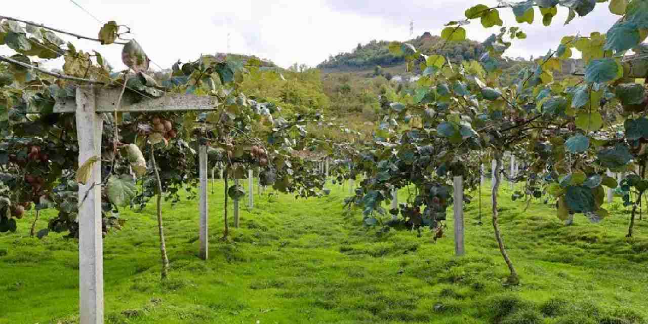 4 bin ton rekolte bekleniyor kilogram fiyati belli oldu CFVCBSzA.jpg