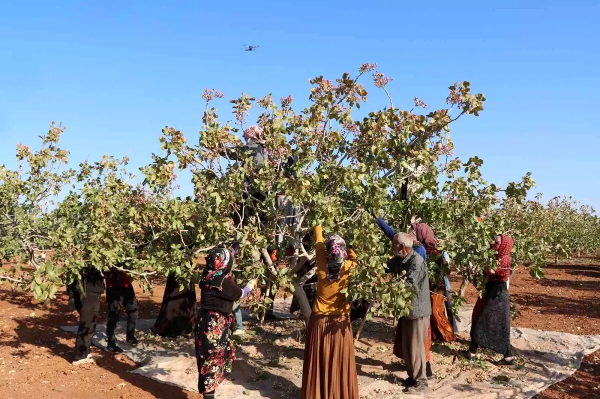 gaziantepte antep fistigi hasat sezonu sona erdi r1WOUqAe