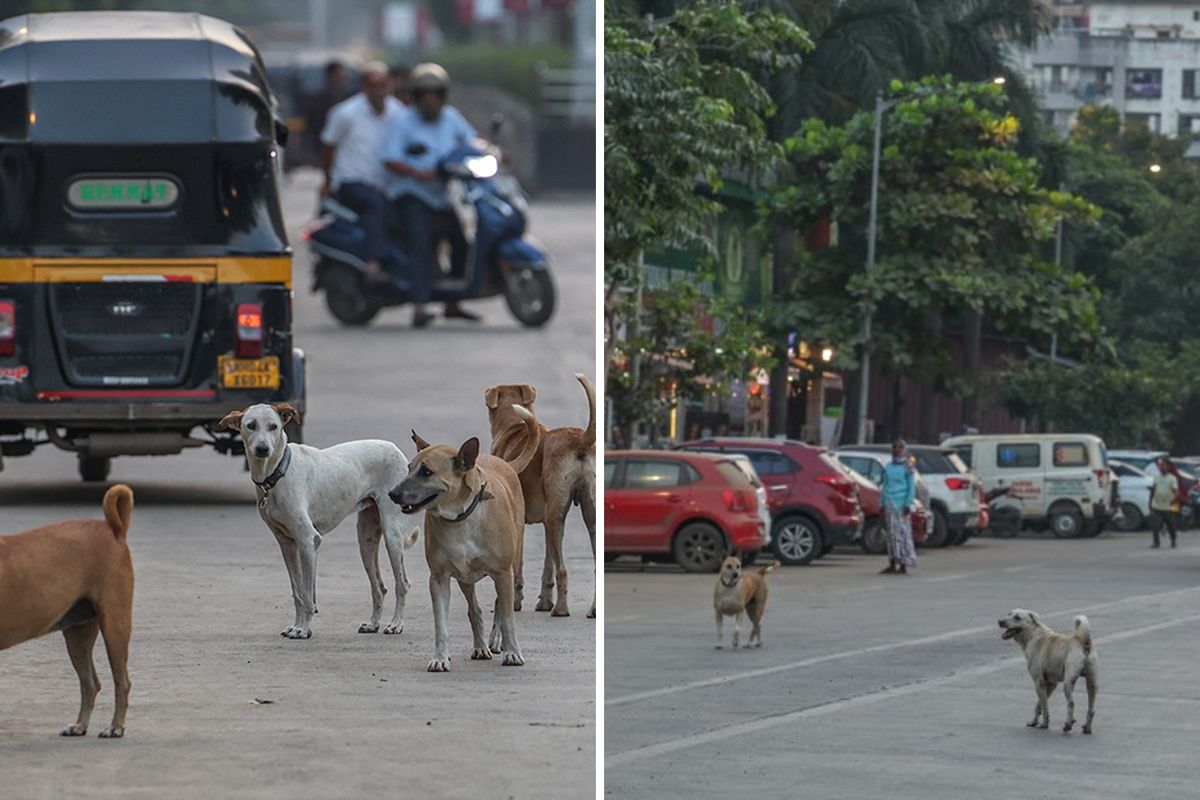Hindistan’da Sokak Köpeği Krizi: 62 Milyon Hayvan Sokakları Tehdit Ediyor